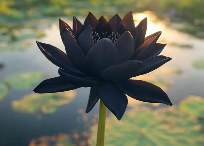 Hình ảnh hoa sen đen avatar 3d đẹp