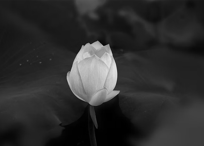 Avatar hoa sen đen cho người mệnh thuỷ
