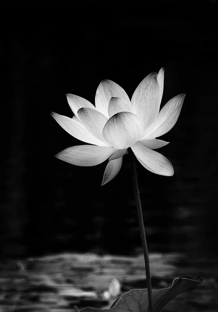 Avatar hoa sen đen ngầu ấn tượng