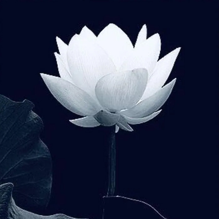 Avatar hoa sen đen và phật dành cho người tin phật pháp