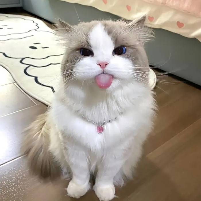 Avatar xàm động vật chó mèo cute