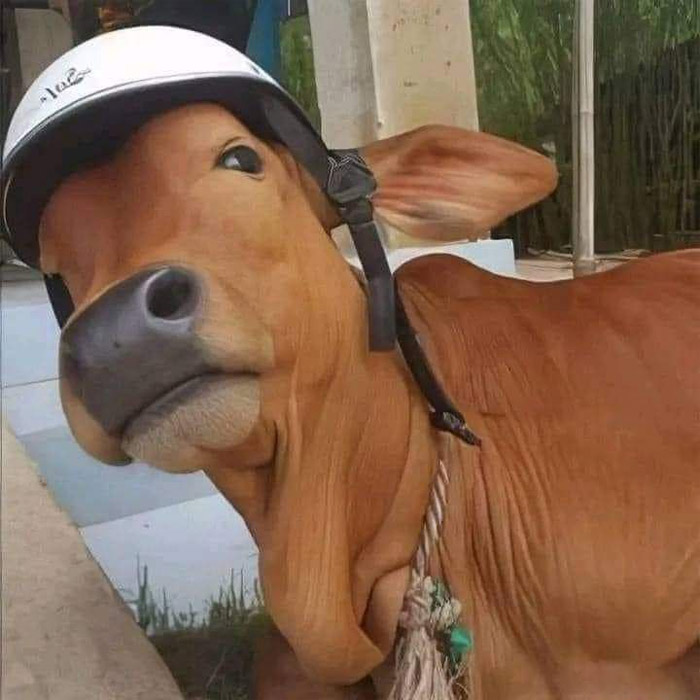 Avatar xàm động vật mèo ảnh bò đội mũ bảo hiểm