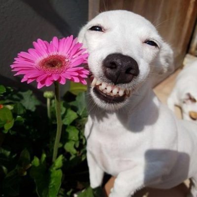 Avatar xàm động vật shiba chó nhe răng cười hài hước
