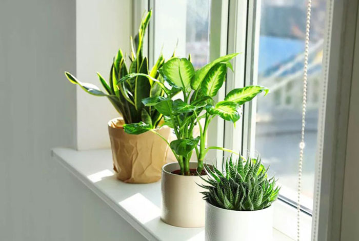 Ảnh cây xanh mát