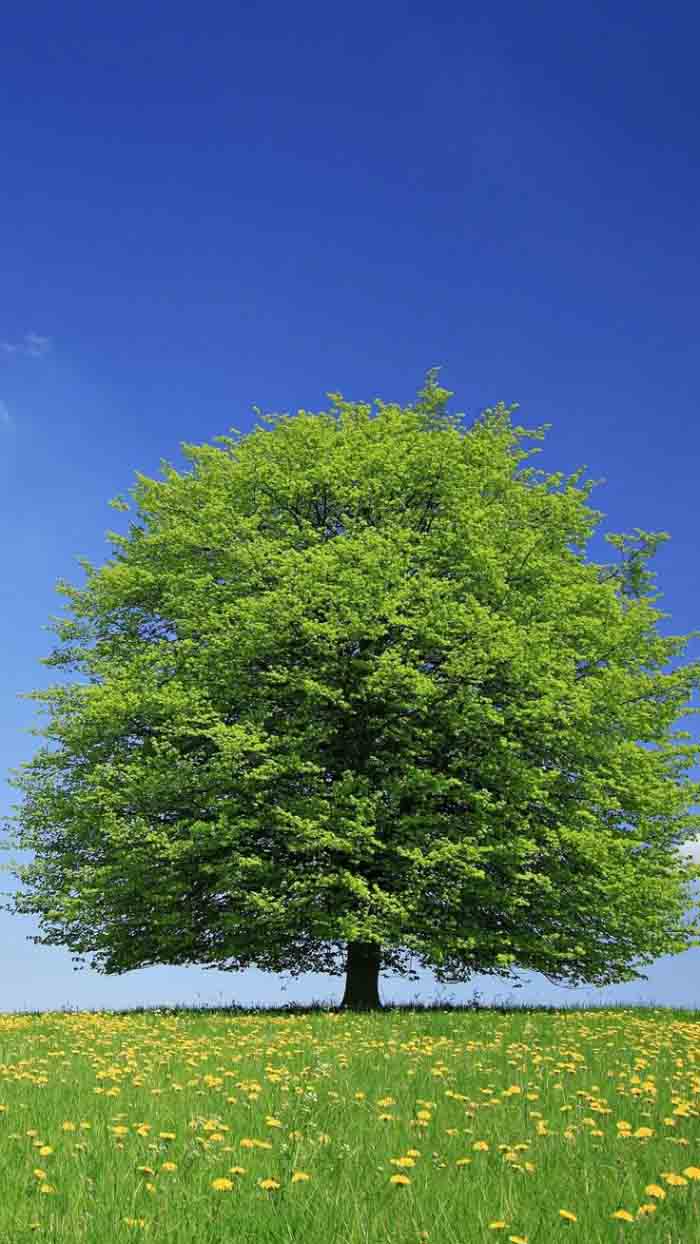 Ảnh cây xanh 3d