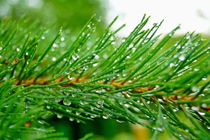 Ảnh cây xanh bầu trời