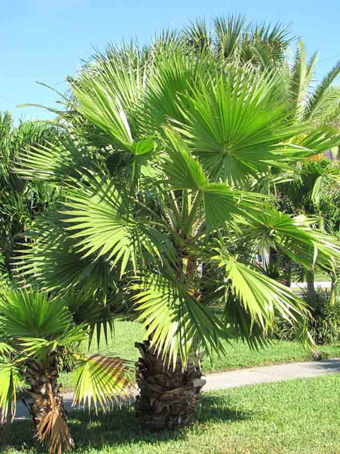 Ảnh cây xanh cọ