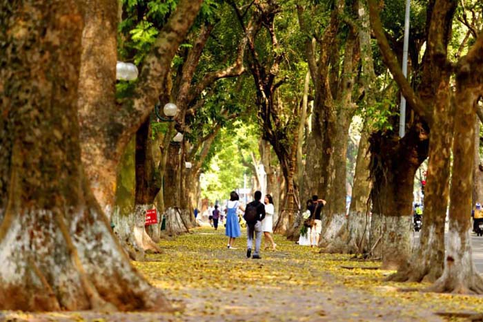 Ảnh Hà Nội cây