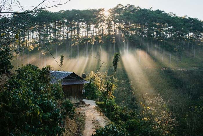 ảnh Đà Lạt rừng