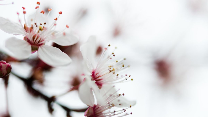 ảnh hoa đào mùa đông