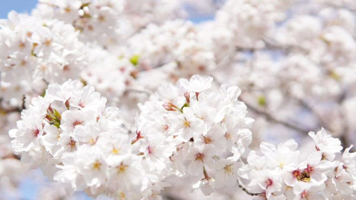 ảnh hoa đào ngày Tết