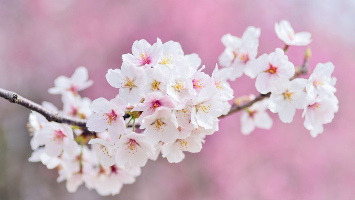 ảnh hoa đào tết