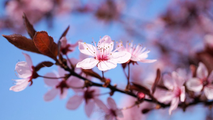 ảnh hoa đào 4k