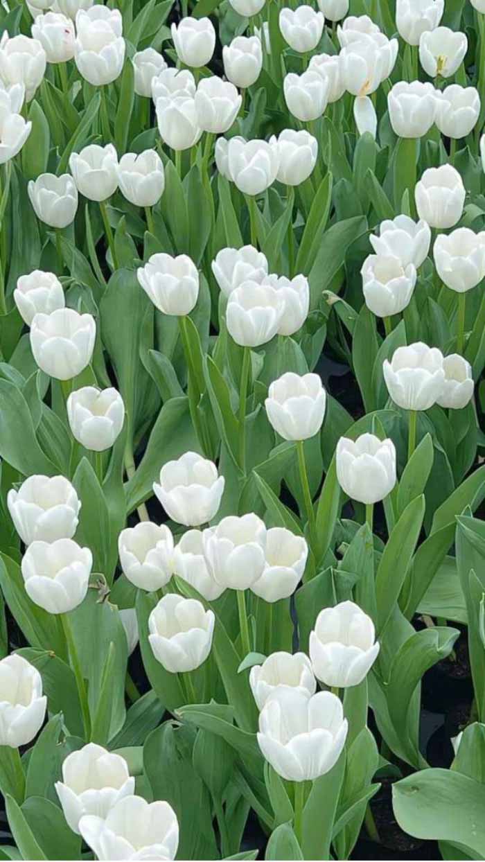 Ảnh hoa tulip nhiều màu sắc