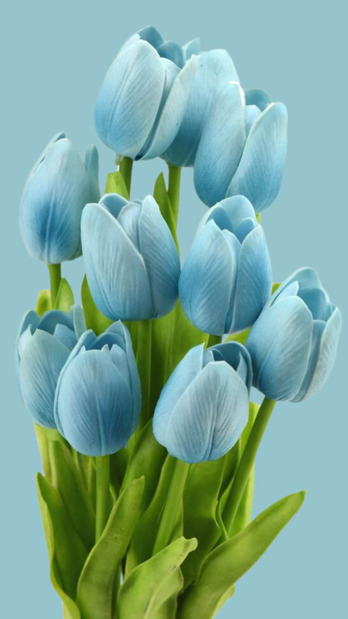 Ảnh hoa tulip với sương mai