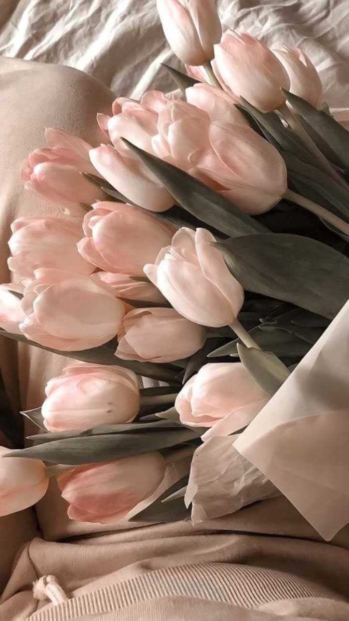 Ảnh hoa tulip trên cánh đồng