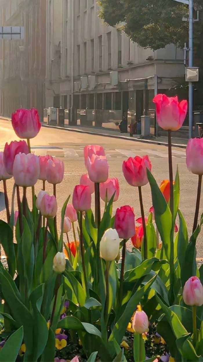 Ảnh hoa tulip nở trong nhà kính