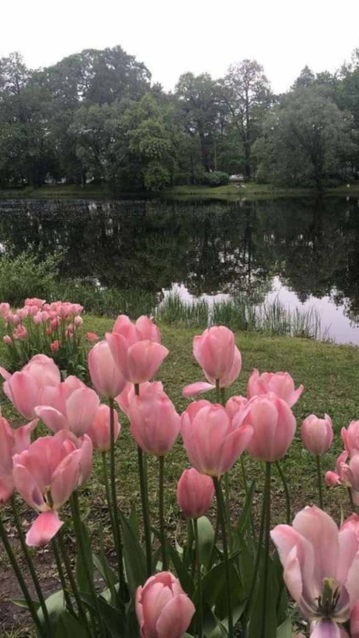 Ảnh hoa tulip dưới mưa nhẹ