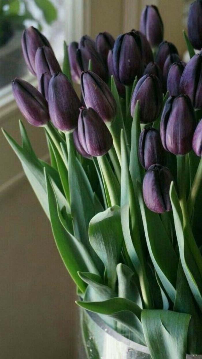 Ảnh hoa tulip