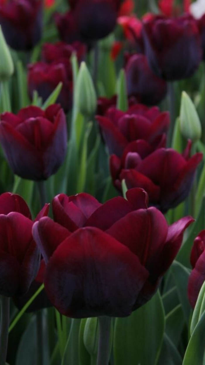 Ảnh hoa tulip