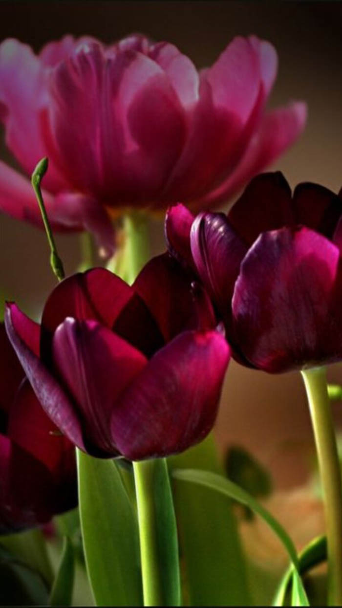 Ảnh hoa tulip
