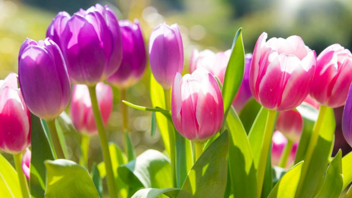 Ảnh hoa tulip