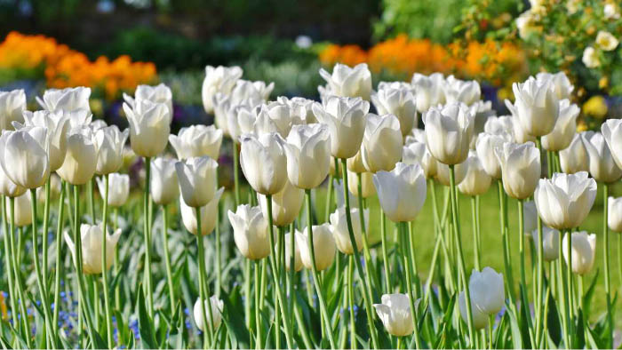 Ảnh hoa tulip