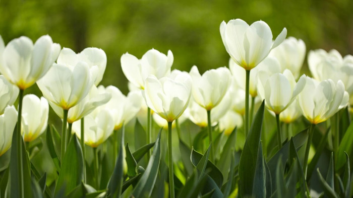 Ảnh hoa tulip