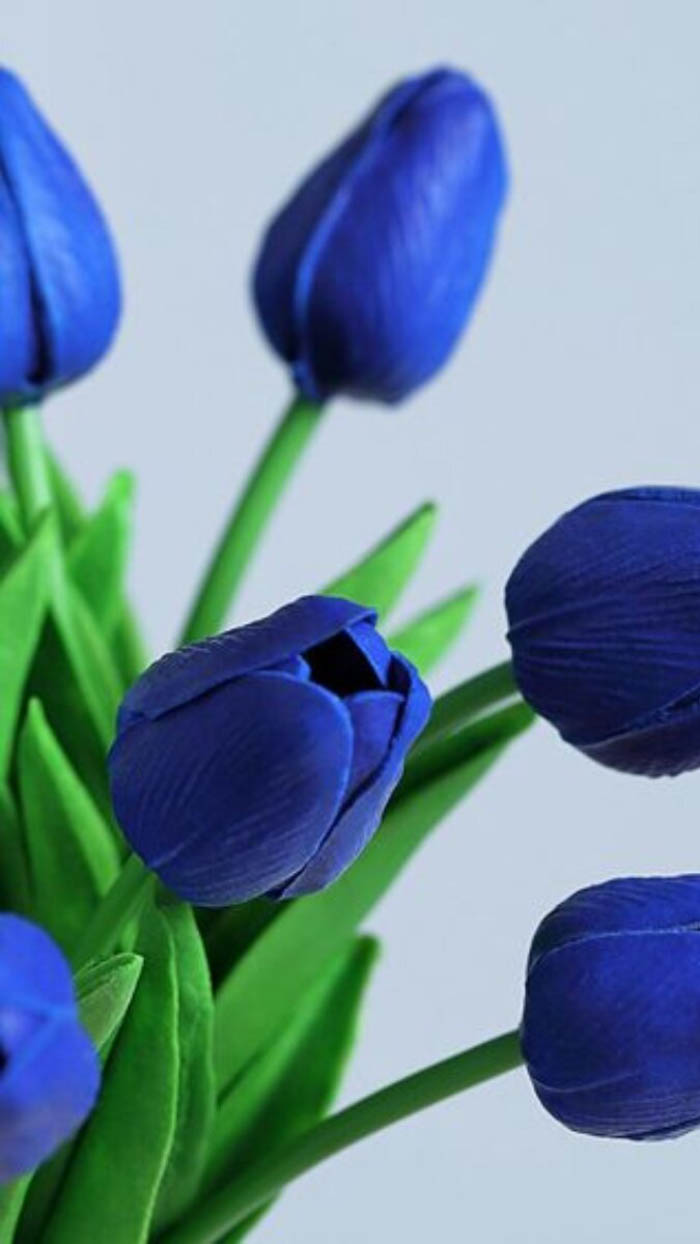 Ảnh hoa tulip