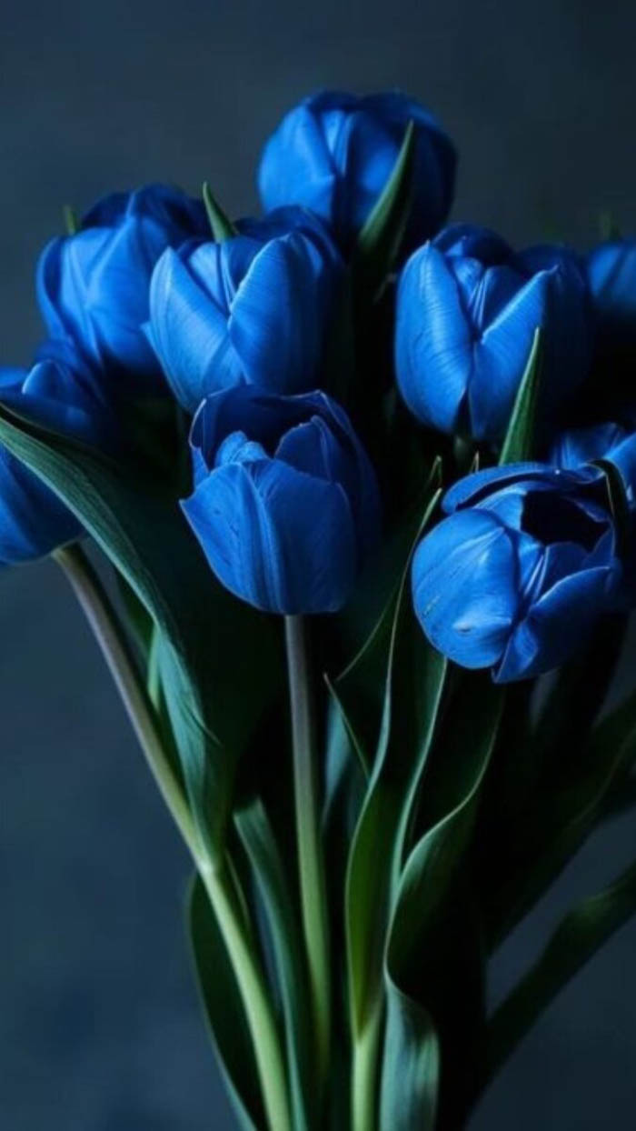 Ảnh hoa tulip