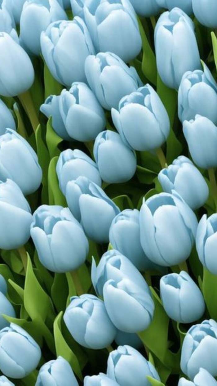 Ảnh hoa tulip