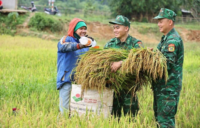 Bộ đội giúp dân gặt lúa