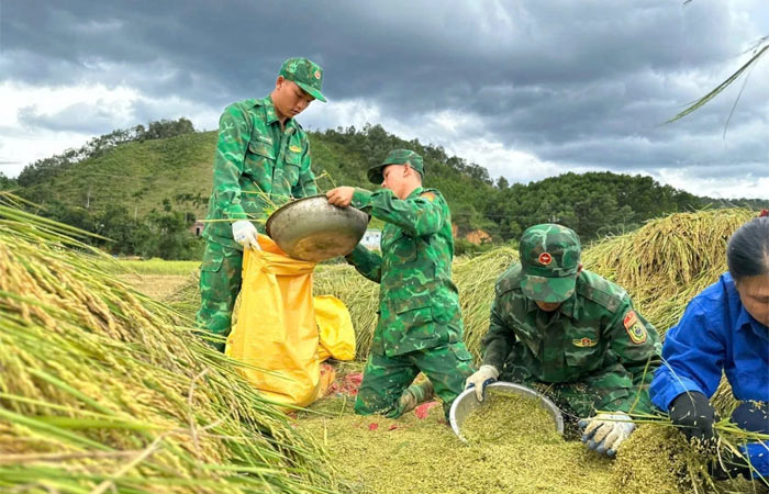 Bộ đội giúp dân thu hoạch lúa