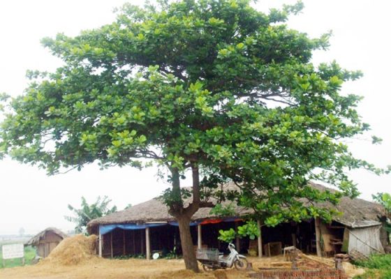 101+ Hình Ảnh Cây Bàng Đẹp Khiến Ai Cũng Bồi Hồi Nhớ Lại