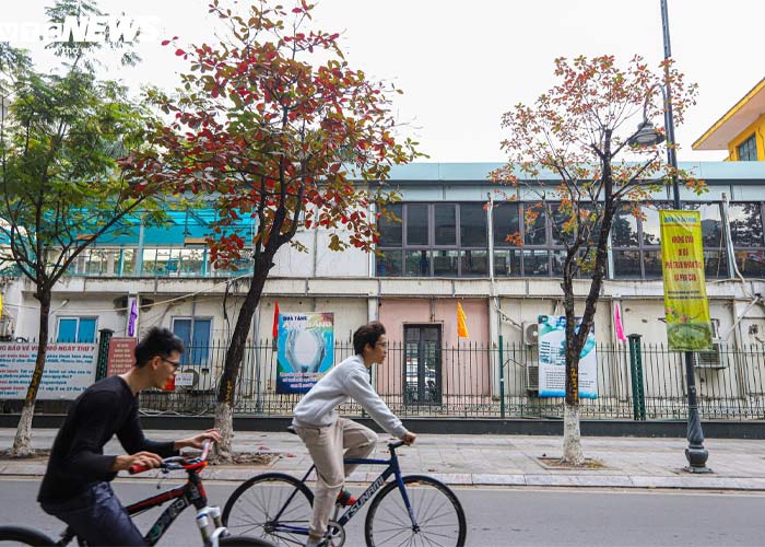 Hình ảnh cây bàng bên ngôi nhà cũ