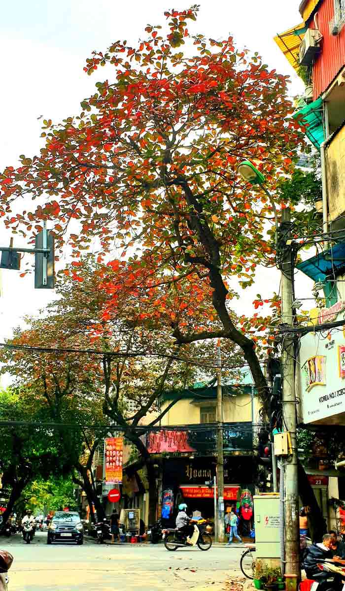 Hình ảnh cây bàng mùa thu