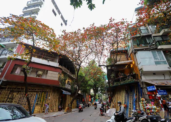 Hình ảnh cây bàng