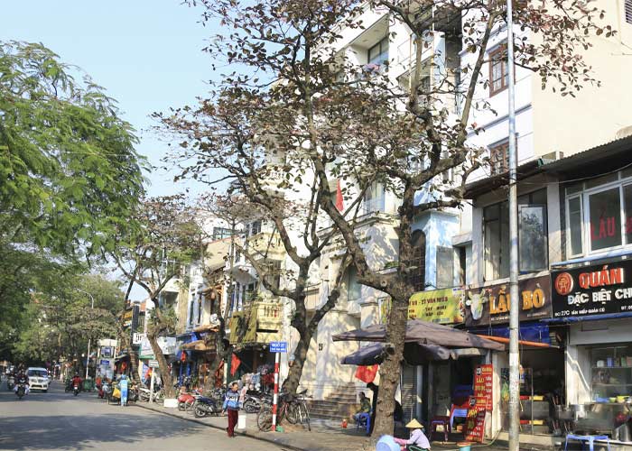 Hình ảnh cây bàng