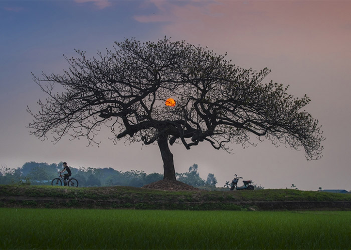 Hình ảnh cây bàng