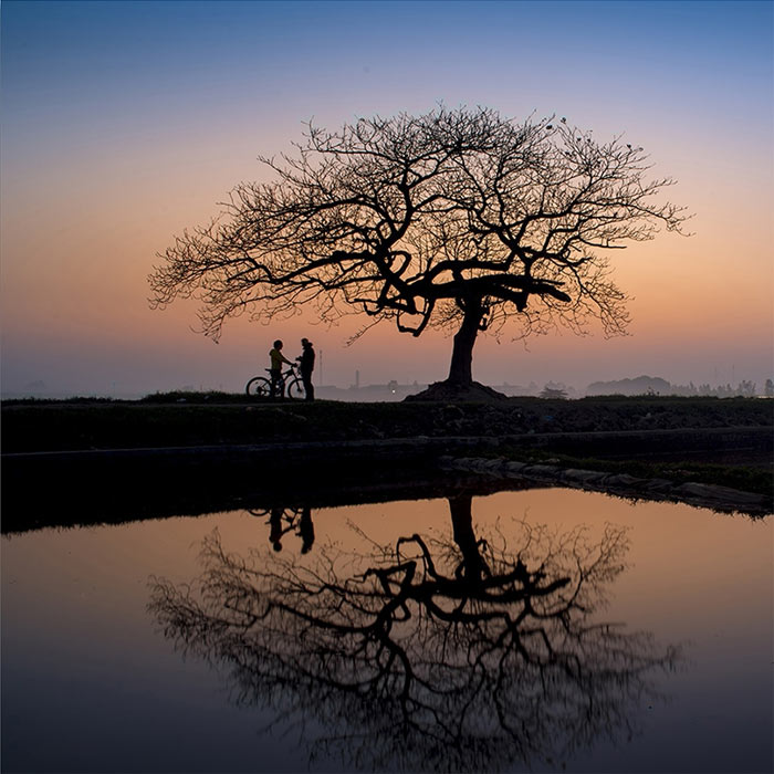 Hình ảnh cây bàng