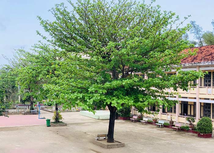 Hình ảnh cây bàng