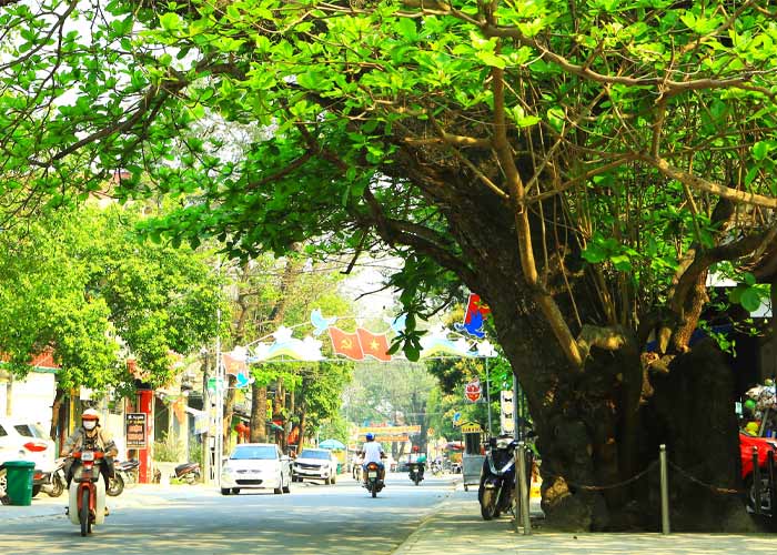 Hình ảnh cây bàng