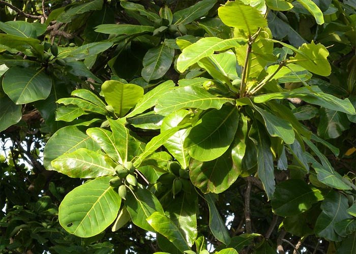 Hình ảnh cây bàng