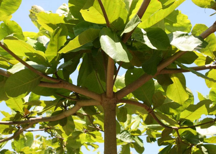 Hình ảnh cây bàng