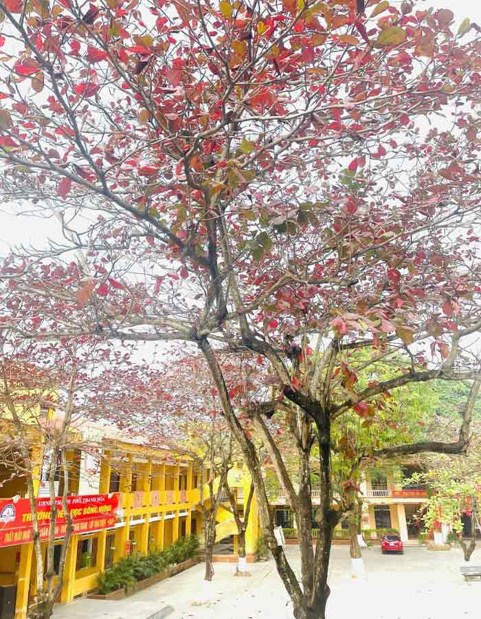 Hình ảnh cây bàng