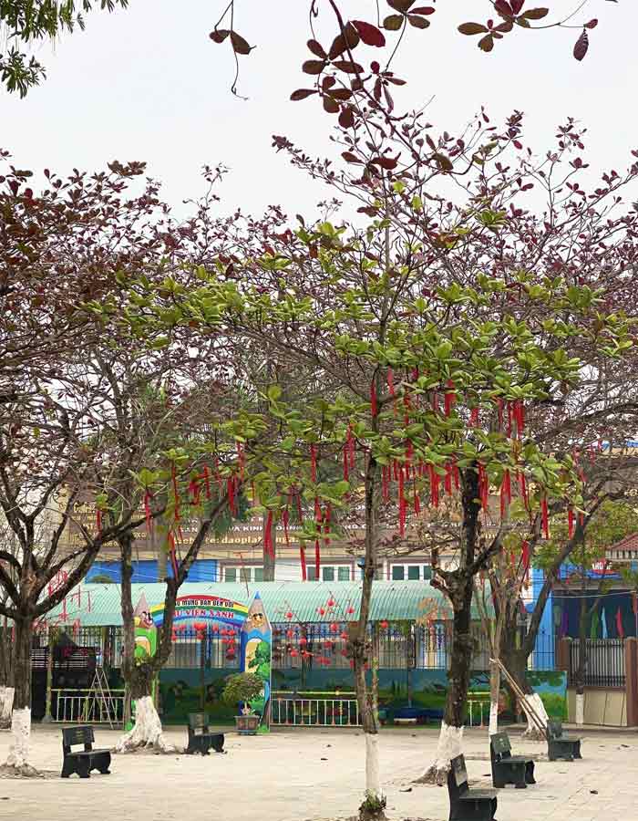 Hình ảnh cây bàng