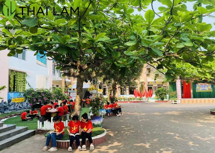 Hình ảnh cây bàng