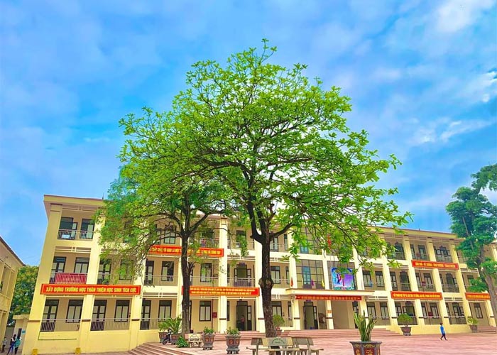 Hình ảnh cây bàng