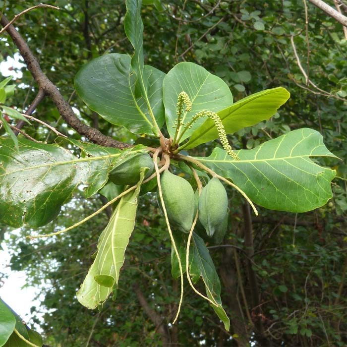Hình ảnh cây bàng