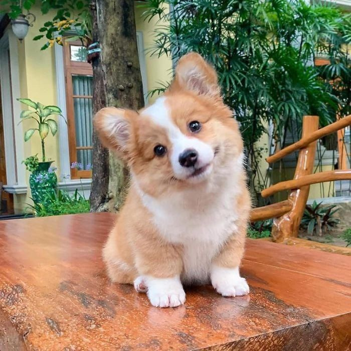 Ảnh con chó dễ thương với đôi mắt long lanh, khiến ai nhìn cũng thích